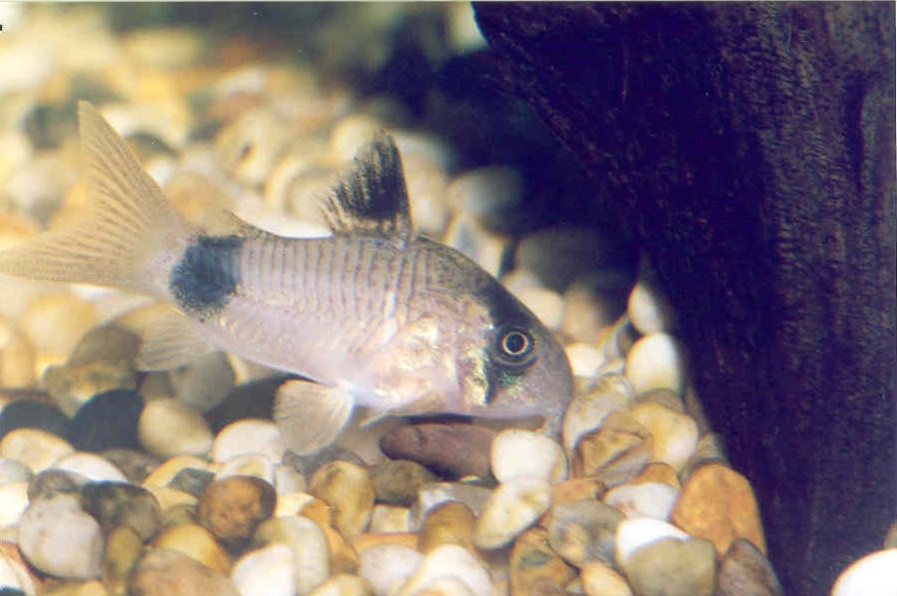 Corydoras panda